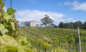 Where was Australia’s first vineyard?